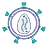 Lentivirus